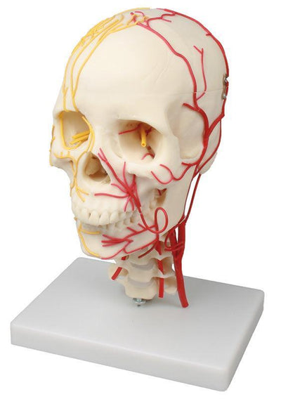 Neurovasculärer Schädel, 4516 Erler-Zimmer