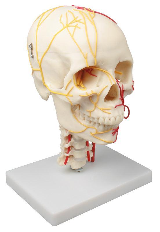 Neurovasculärer Schädel, 4516 - Notemed Medizintechnik 