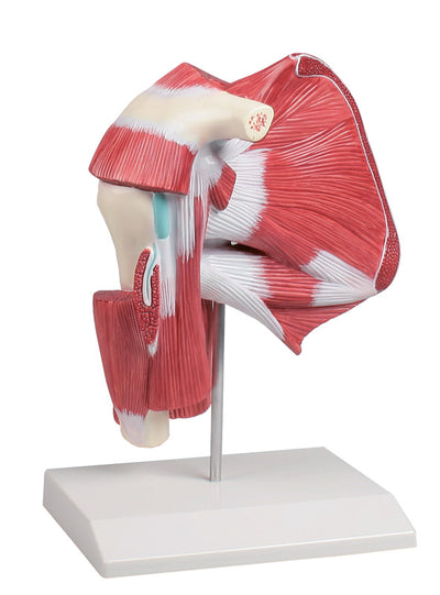 Modell der Schultermuskulatur mit tiefen Muskeln, 4569 Erler-Zimmer
