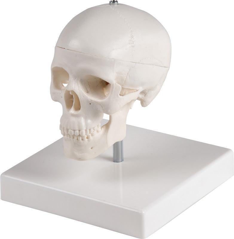 Miniatur-Schädel, mit Stativ, 4650 - Notemed Medizintechnik 