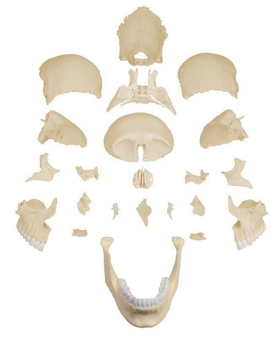 Osteopathie-Schädelmodell, 22-teilig, anatomische Ausführung - EZ Augmented Anatomy, 4701 - Notemed Medizintechnik 