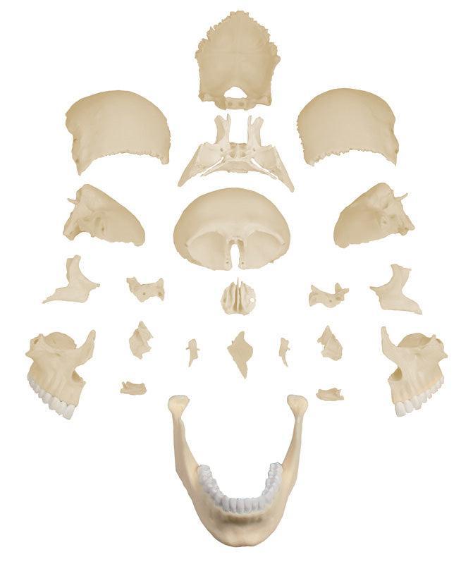 Osteopathie-Schädelmodell, 22-teilig, anatomische Ausführung - EZ Augmented Anatomy, 4701 - Notemed Medizintechnik 