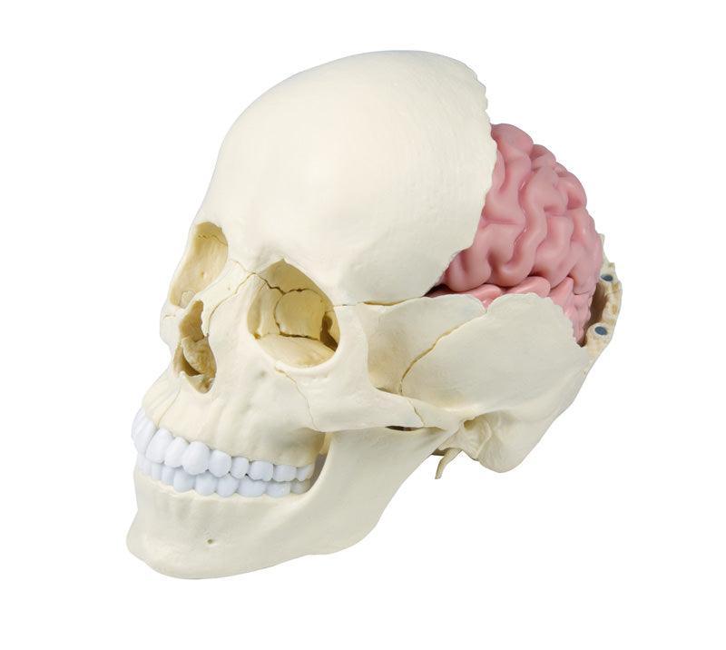 Osteopathie-Schädelmodell, 22-teilig, anatomische Ausführung - EZ Augmented Anatomy, 4701 - Notemed Medizintechnik 