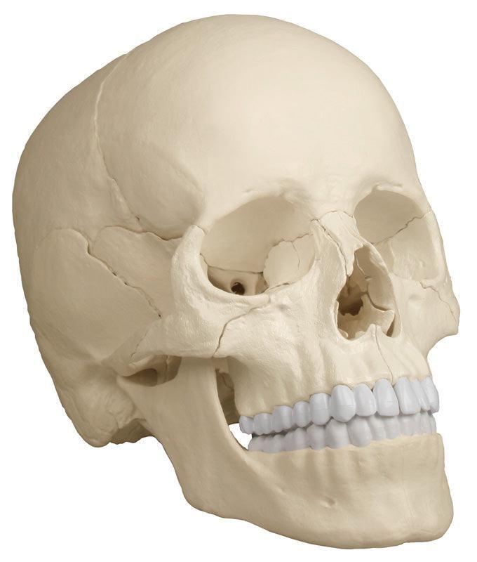 Osteopathie-Schädelmodell, 22-teilig, anatomische Ausführung - EZ Augmented Anatomy, 4701 - Notemed Medizintechnik 