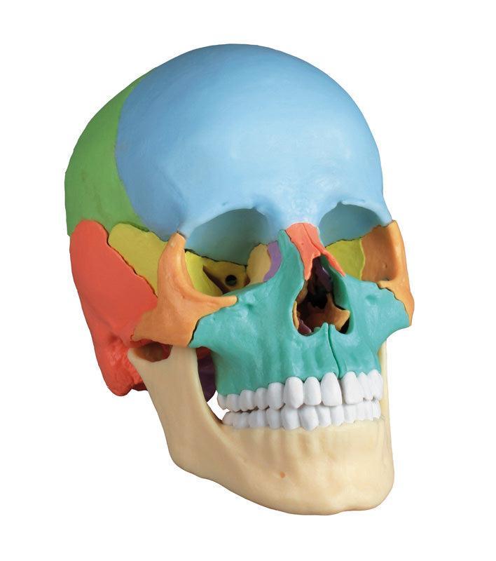 Osteopathie-Schädelmodell, 22-teilig, didaktische Ausführung - EZ Augmented Anatomy, 4708 - Notemed Medizintechnik 