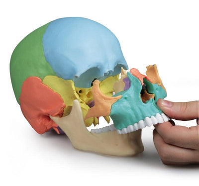 Osteopathie-Schädelmodell, 22-teilig, didaktische Ausführung - EZ Augmented Anatomy, 4708 - Notemed Medizintechnik 