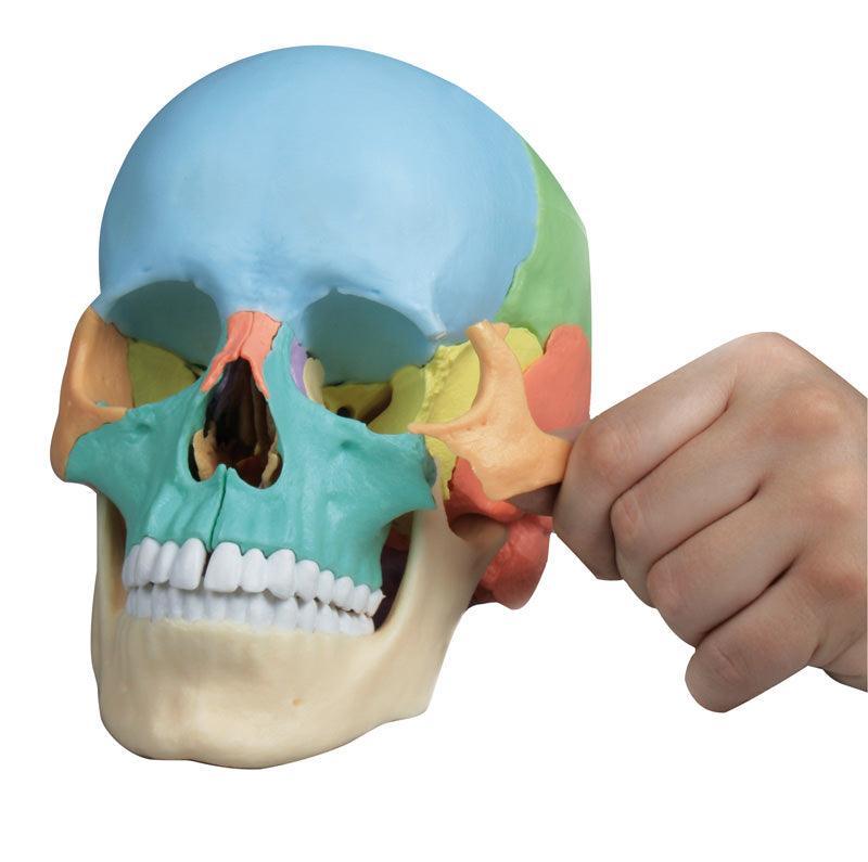 Osteopathie-Schädelmodell, 22-teilig, didaktische Ausführung - EZ Augmented Anatomy, 4708 - Notemed Medizintechnik 