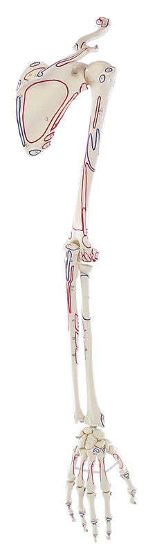 Armskelett mit Schultergürtel, mit Muskelmarkierung, 6021 Erler-Zimmer