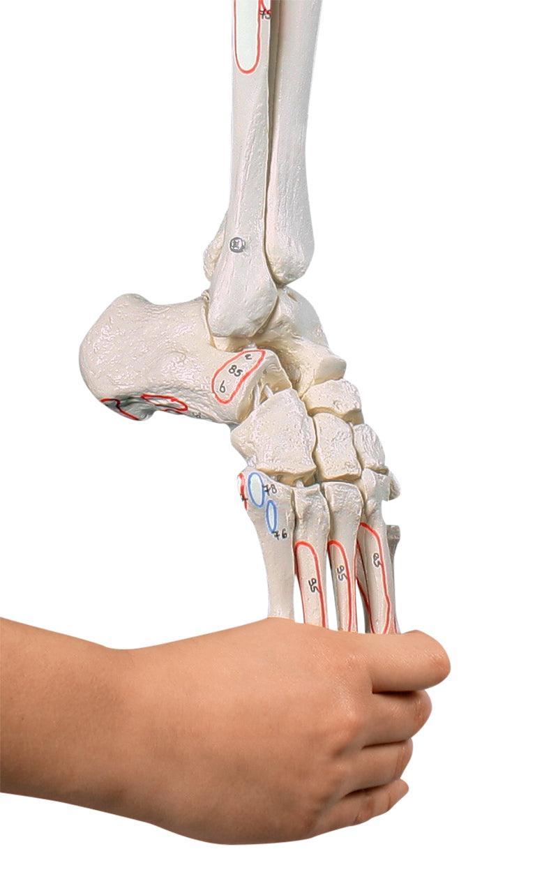 Beinskelett mit Beckenhälfte und flexiblem Fuß, mit Muskelmarkierungen, 6072 - Notemed Medizintechnik 