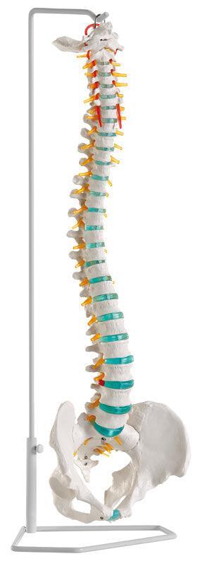 Flexible Wirbelsäule, A250 - Notemed Medizintechnik 