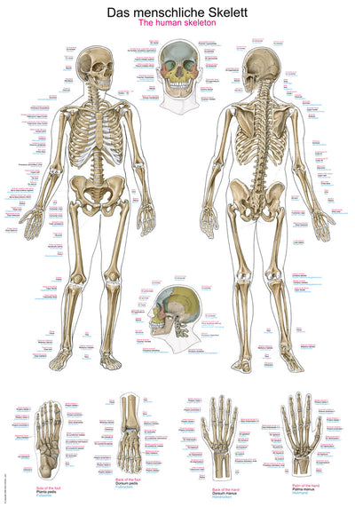 Lehrtafel "Das menschliche Skelett", 50x70cm, AL502 Erler-Zimmer