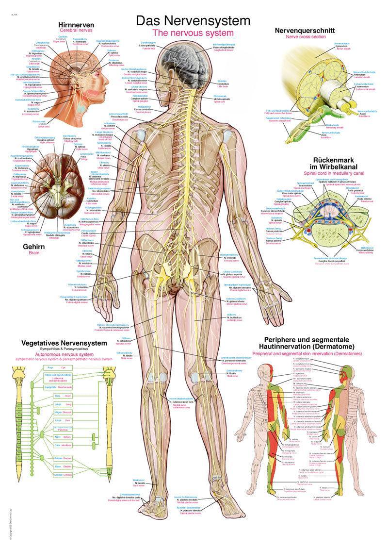 Lehrtafel Das Nervensystem, 50x70cm, AL505 - Notemed Medizintechnik 