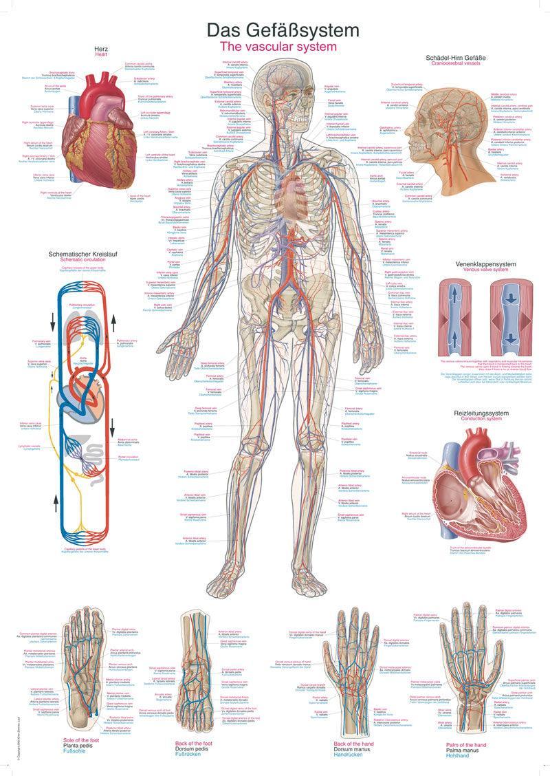 Lehrtafel Das Gefäßsystem, 70x100cm, AL106 - Notemed Medizintechnik 