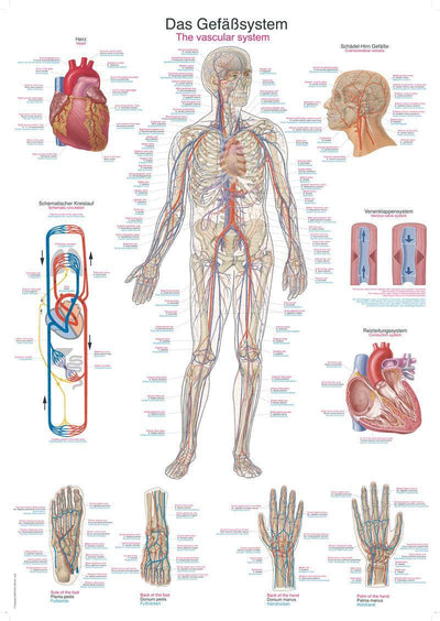 Lehrtafel Das Gefäßsystem, 50x70cm, AL506 - Notemed Medizintechnik 