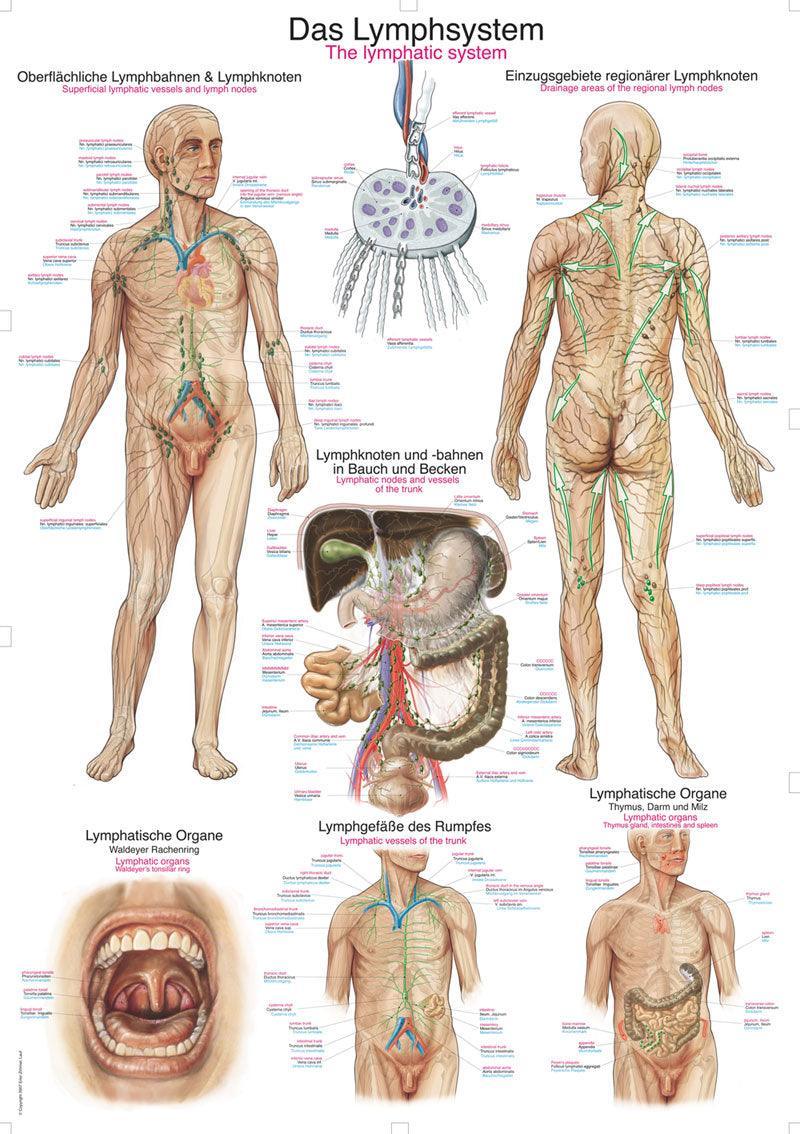 Lehrtafel Das Lymphsystem, 50x70cm, AL509 - Notemed Medizintechnik 