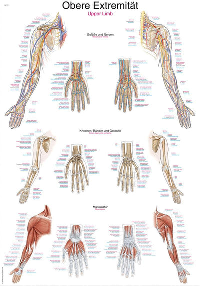 Lehrtafel Obere Extremität, 50x70cm, AL513 - Notemed Medizintechnik 
