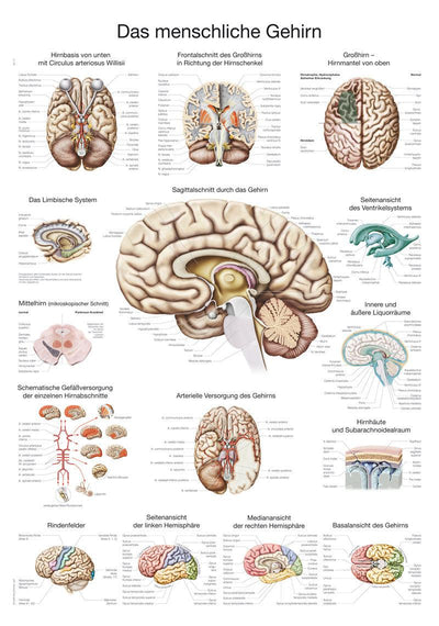 Lehrtafel "Das menschliche Gehirn" (deutsch), 70x100cm, AL114 Erler-Zimmer