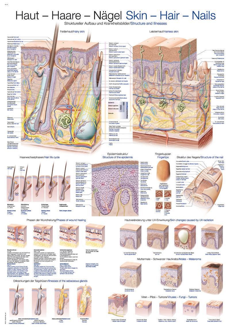 Lehrtafel Haut-Haare-Nägel, 70x100cm, AL121 - Notemed Medizintechnik 