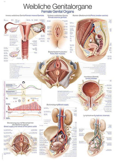 Lehrtafel "Weibliches Genital", 50x70cm, AL524 Erler-Zimmer