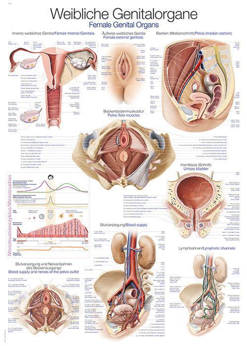 Lehrtafel Weibliches Genital, 50x70cm, AL524 - Notemed Medizintechnik 