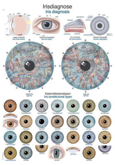 Lehrtafel "Irisdiagnose", 50x70cm, AL526 Erler-Zimmer