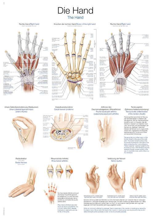 Lehrtafel Die Hand, 50x70cm, AL529 - Notemed Medizintechnik 