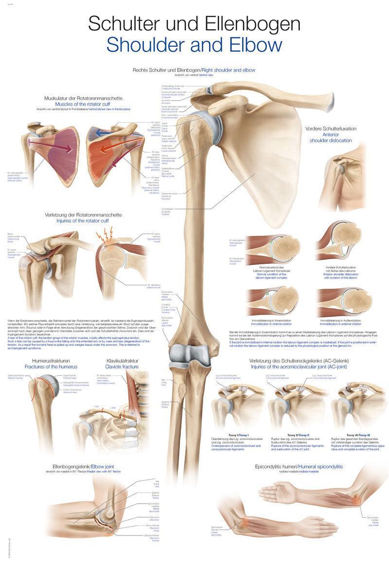 Lehrtafel Schulter und Ellenbogen, 50x70cm, AL539 - Notemed Medizintechnik 