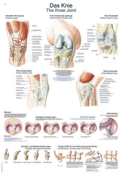 Lehrtafel Das Knie, 50x70cm, AL547 - Notemed Medizintechnik 