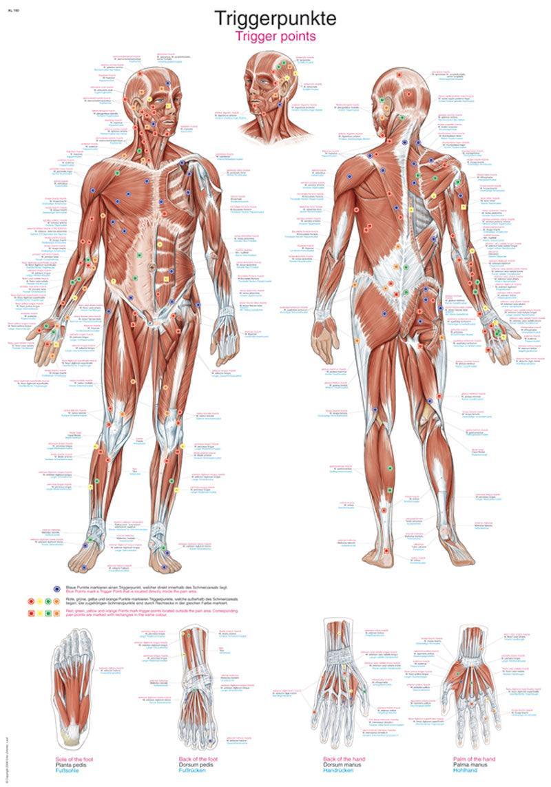 Lehrtafel Triggerpunkte, 50x70cm, AL560 - Notemed Medizintechnik 