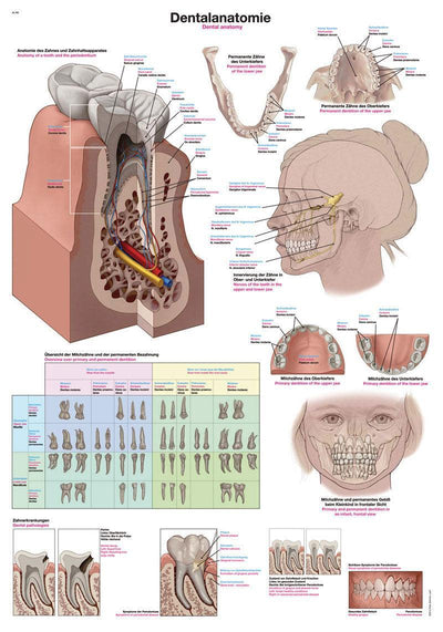 Lehrtafel Dentalanatomie, 50x70cm, AL562 - Notemed Medizintechnik 
