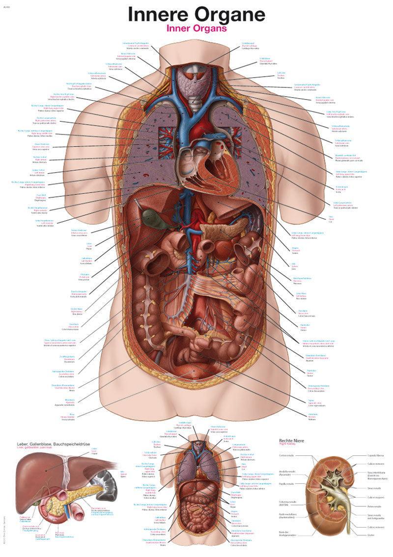 Lehrtafel Innere Organe, 50x70cm, AL563 - Notemed Medizintechnik 