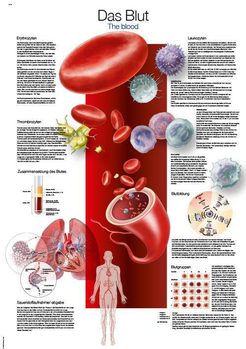 Lehrtafel Das Blut, 70x100cm, AL165 - Notemed Medizintechnik 
