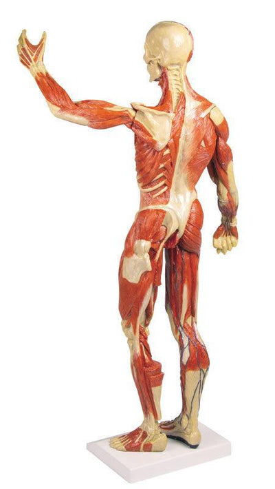 Muskelfigur, 1/3 natürliche Größe, B90 - Notemed Medizintechnik 