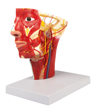 Arterien des Kopfes, C130 Erler-Zimmer