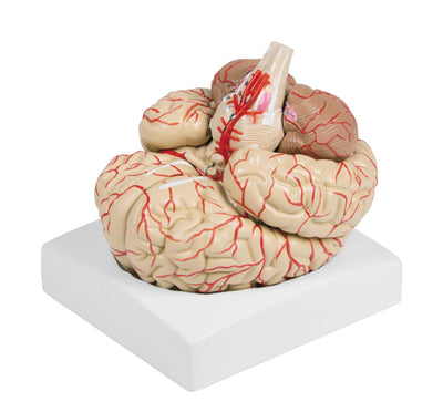Gehirnmodell, 9-teilig mit Arterien, C220 Erler-Zimmer