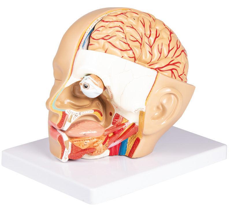 Kopf, zerlegbar, 4 Teile - EZ Augmented Anatomy, C250 - Notemed Medizintechnik 