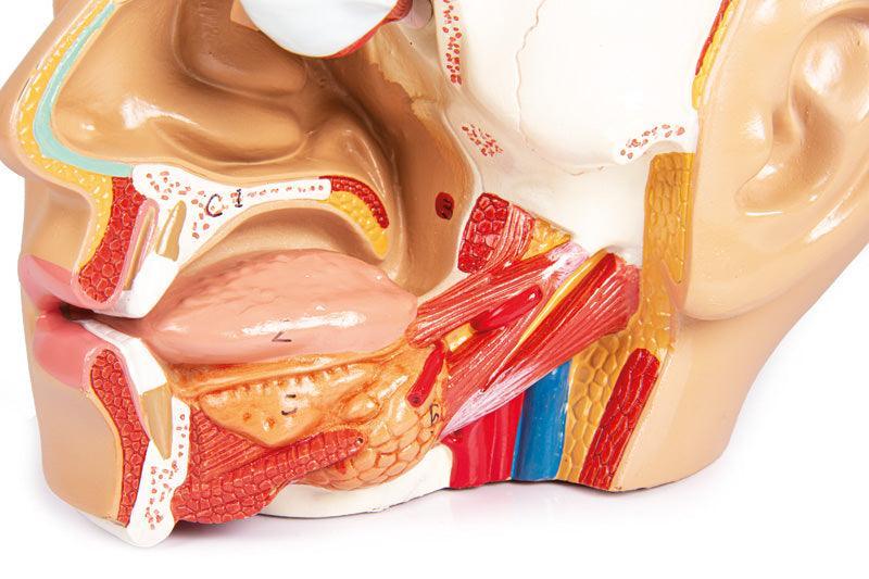 Kopf, zerlegbar, 4 Teile - EZ Augmented Anatomy, C250 - Notemed Medizintechnik 
