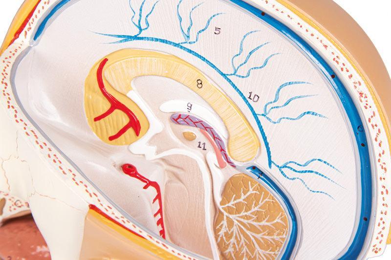 Kopf, zerlegbar, 4 Teile - EZ Augmented Anatomy, C250 - Notemed Medizintechnik 