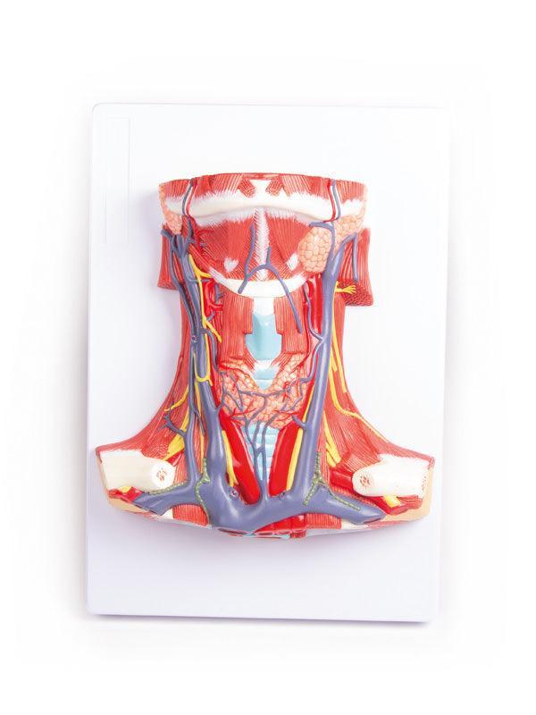Hals-Anatomie, C329 - Notemed Medizintechnik 