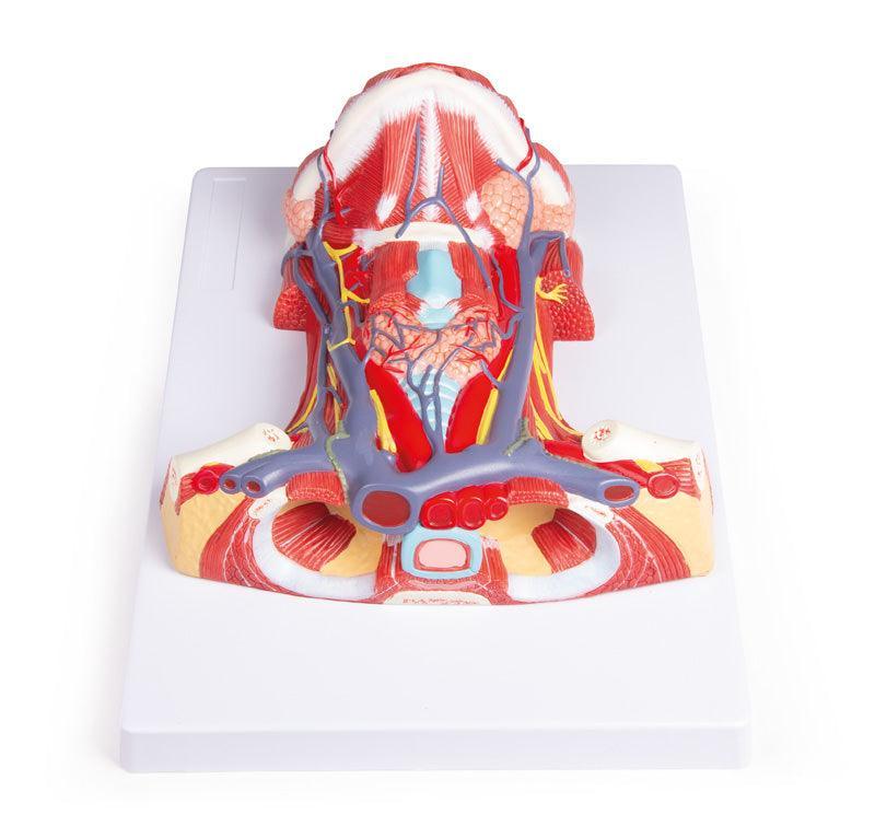 Hals-Anatomie, C329 - Notemed Medizintechnik 