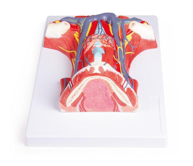 Hals-Anatomie, C329 - Notemed Medizintechnik 