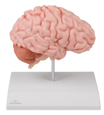 Anatomische Gehirnhälfte, lebensgroß - EZ Augmented Anatomy, C915 Erler-Zimmer