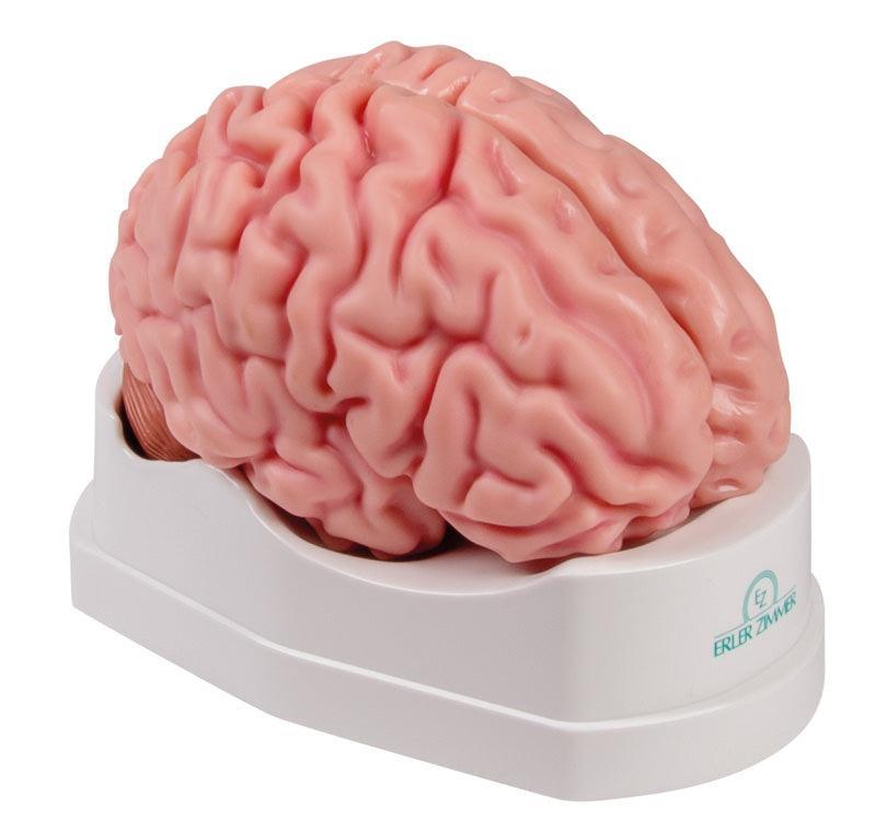Anatomisches Gehirnmodell, lebensgroß, 5-teilig - EZ Augmented Anatomy, C918 - Notemed Medizintechnik 