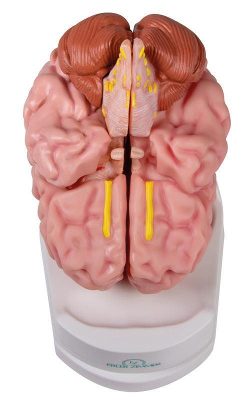 Anatomisches Gehirnmodell, lebensgroß, 5-teilig - EZ Augmented Anatomy, C918 - Notemed Medizintechnik 