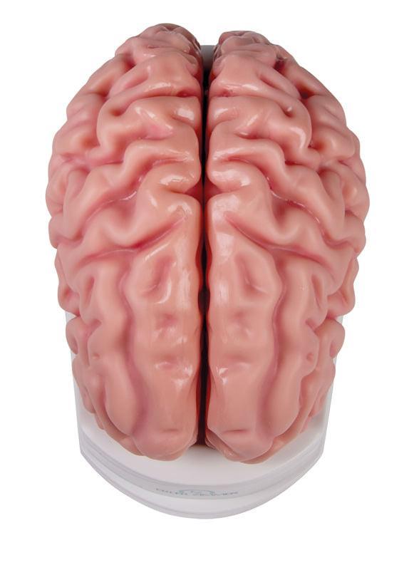 Anatomisches Gehirnmodell, lebensgroß, 5-teilig - EZ Augmented Anatomy, C918 - Notemed Medizintechnik 