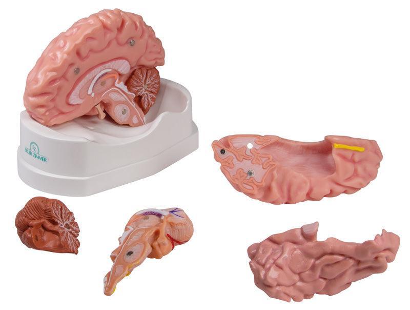Anatomisches Gehirnmodell, lebensgroß, 5-teilig - EZ Augmented Anatomy, C918 - Notemed Medizintechnik 