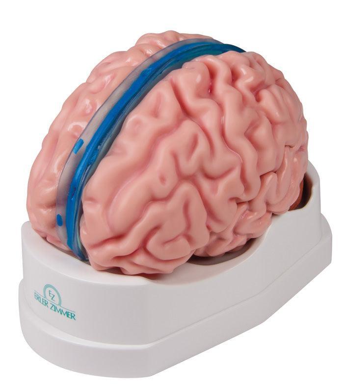 Anatomisches Gehirnmodell, lebensgroß, 5-teilig - EZ Augmented Anatomy, C918 - Notemed Medizintechnik 