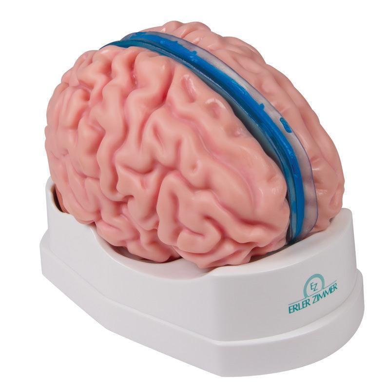 Anatomisches Gehirnmodell, lebensgroß, 5-teilig - EZ Augmented Anatomy, C918 - Notemed Medizintechnik 