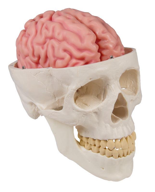 Anatomisches Gehirnmodell, lebensgroß, 5-teilig - EZ Augmented Anatomy, C918 - Notemed Medizintechnik 