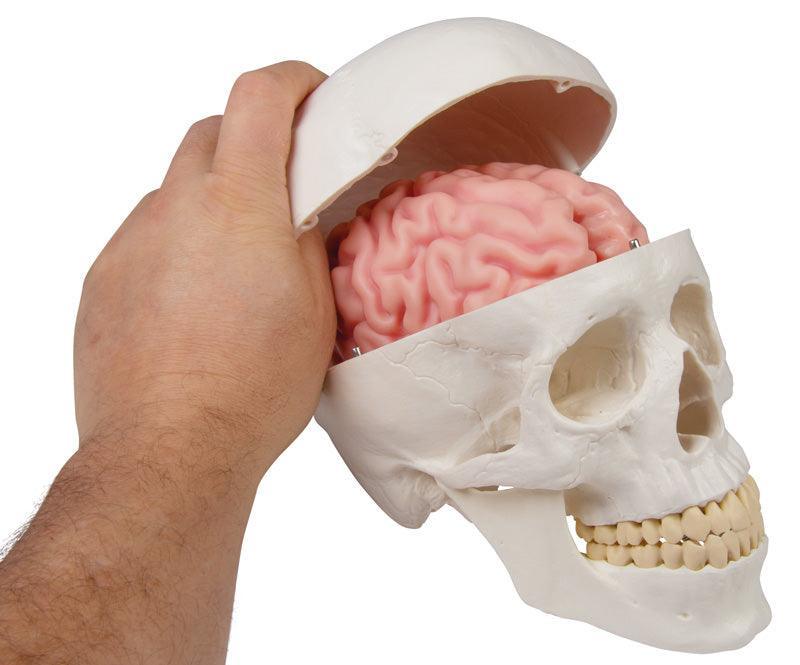 Anatomisches Gehirnmodell, lebensgroß, 5-teilig - EZ Augmented Anatomy, C918 - Notemed Medizintechnik 